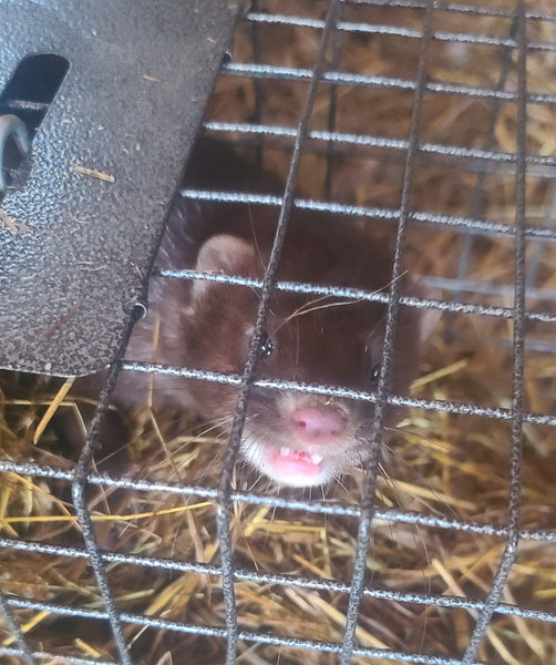 Visit From A Mink